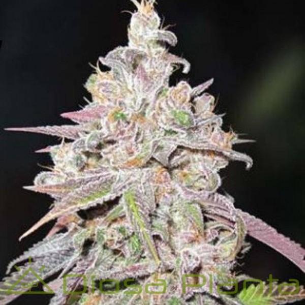 Mendocino Chanel Kush (Medical Seeds) Mendocino Chanel Kush (Medical Seeds)