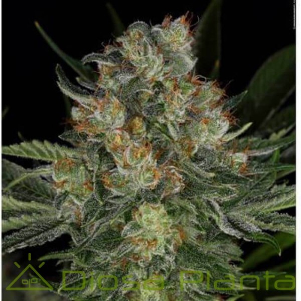 Serious Kush (Serious Seeds) Serious Kush (Serious Seeds)