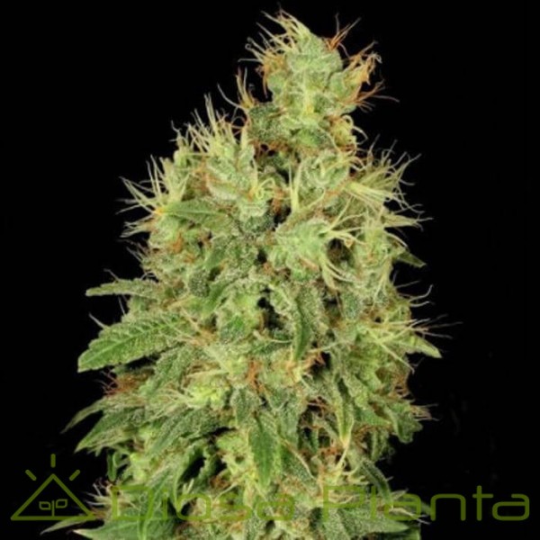 Chronic CBD (Serious Seeds) Chronic CBD (Serious Seeds)