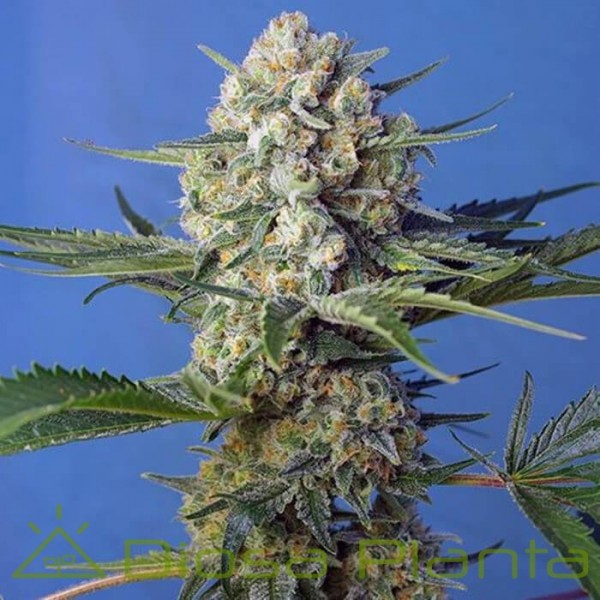 Crystal Candy F1 Fast Version (Sweet Seeds) Crystal Candy F1 Fast Version (Sweet Seeds)
