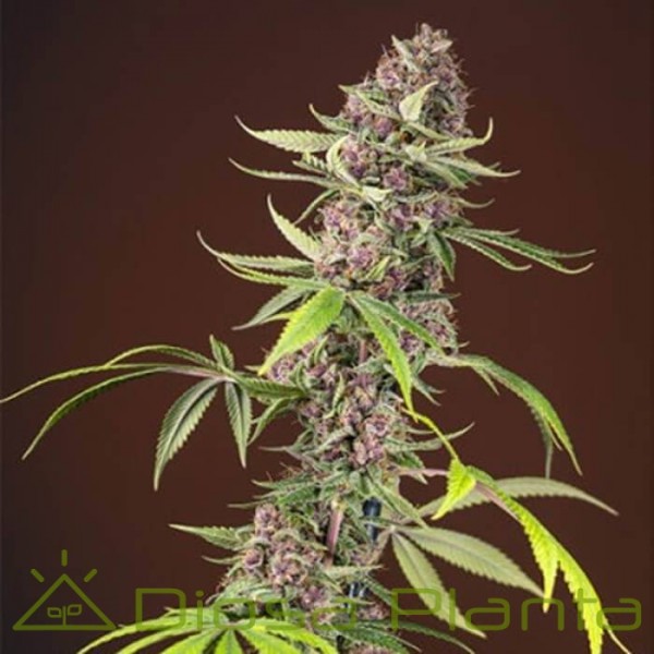 Red Mandarine F1 Fast Versión (Sweet Seeds) Red Mandarine F1 Fast Versión (Sweet Seeds)
