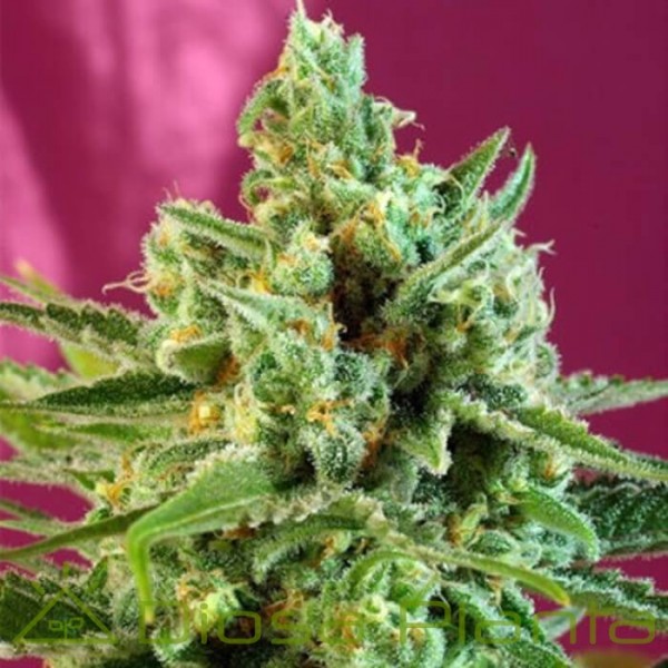 Sweet Afghani Delicious CBD (Sweet Seeds) Sweet Afghani Delicious CBD (Sweet Seeds)