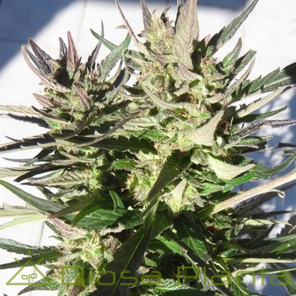 Panamá x Tikal (Ace Seeds) Panamá x Tikal (Ace Seeds)