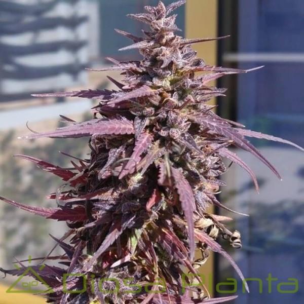 Thai Chi Feminizada (Ace Seeds) Thai Chi Feminizada (Ace Seeds)