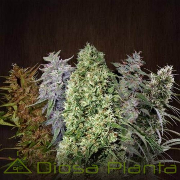 ACE Mix Feminizada (Ace Seeds) ACE Mix Feminizada (Ace Seeds)