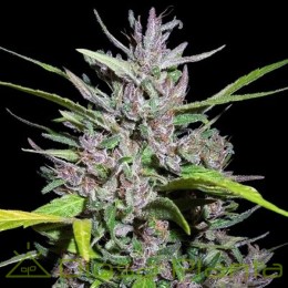 Honduras x Panama Feminizada (Ace Seeds)