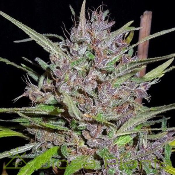 Honduras x Panama Regular (Ace Seeds) Honduras x Panama Regular (Ace Seeds)
