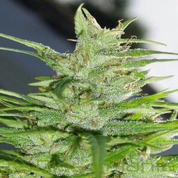 Guawi Feminizada (Ace Seeds)