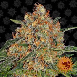 Orange Sherbert (Barney´s Farm)