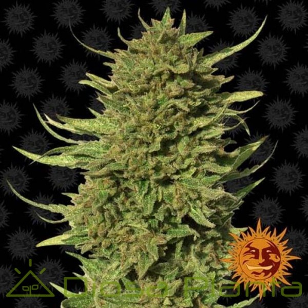Critical Kush Regular (Barney's Farm) Critical Kush Regular (Barney's Farm)