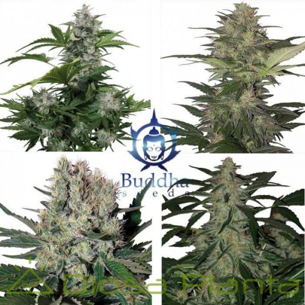 Assorted Auto (Buddha Seeds) Assorted Auto (Buddha Seeds)