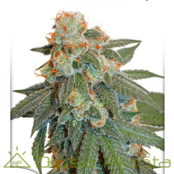Auto Orange Bud (Dutch Passion) Auto Orange Bud (Dutch Passion)