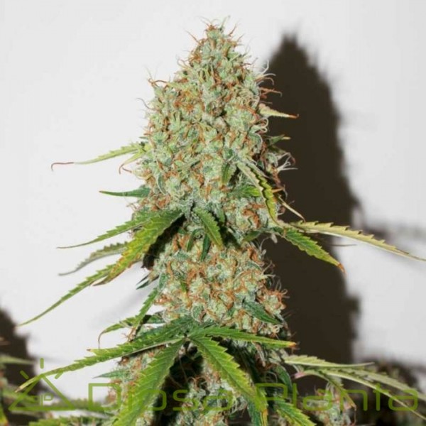Auto Brooklyn Sunrise (Dutch Passion) Auto Brooklyn Sunrise (Dutch Passion)