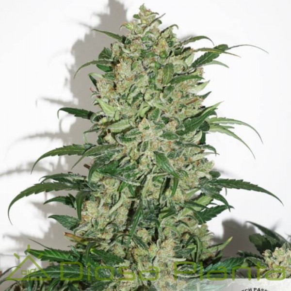 Auto Night Queen (Dutch Passion) Auto Night Queen (Dutch Passion)