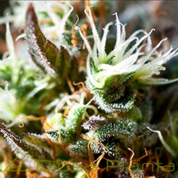 Lemon Ice 2.0 (Ripper Seeds) Lemon Ice 2.0 (Ripper Seeds)