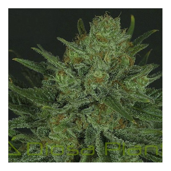Double Glock (Ripper Seeds) Double Glock (Ripper Seeds)