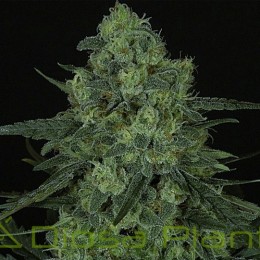 Criminal (Ripper Seeds)