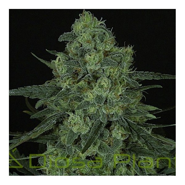Criminal (Ripper Seeds) Criminal (Ripper Seeds)