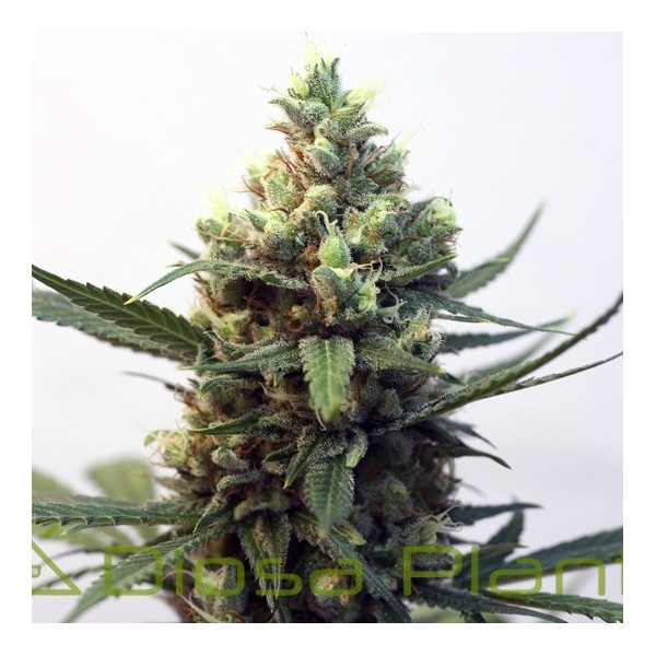 Toxic (Ripper Seeds) Toxic (Ripper Seeds)