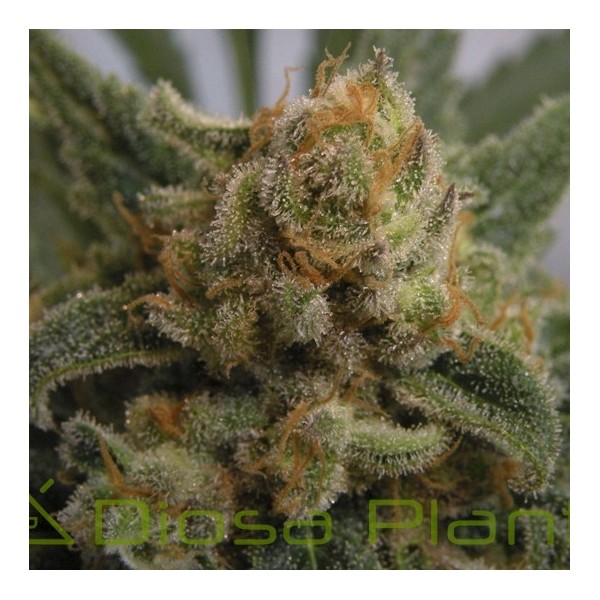 Grapegum (Ripper Seeds) Grapegum (Ripper Seeds)