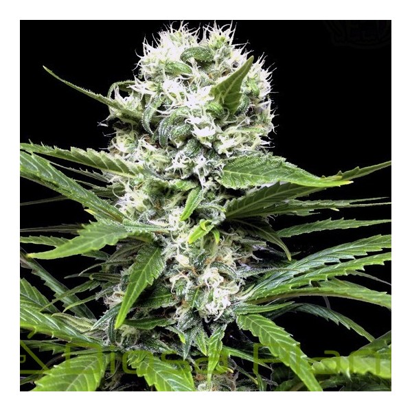 Lemon Ice (Ripper Seeds) Lemon Ice (Ripper Seeds)