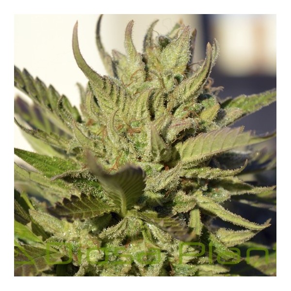 BCN Haze (Ripper Seeds) BCN Haze (Ripper Seeds)