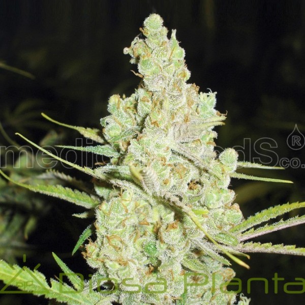 1024 (Medical Seeds) 1024 (Medical Seeds)