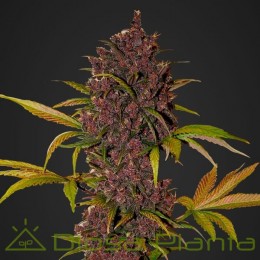 LSD-25 Auto
