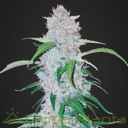 Six Shooter Auto