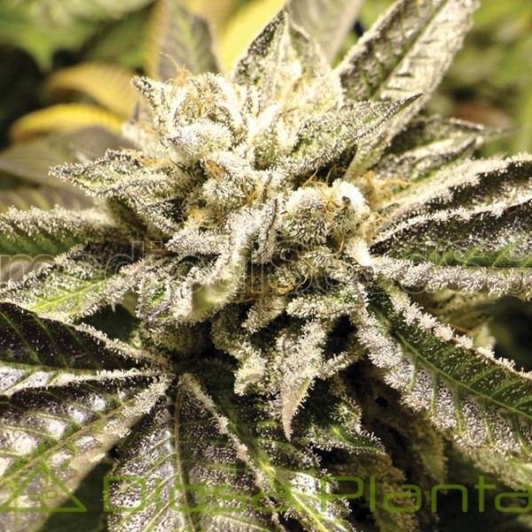 Canadian Kush (Medical Seeds) Canadian Kush (Medical Seeds)