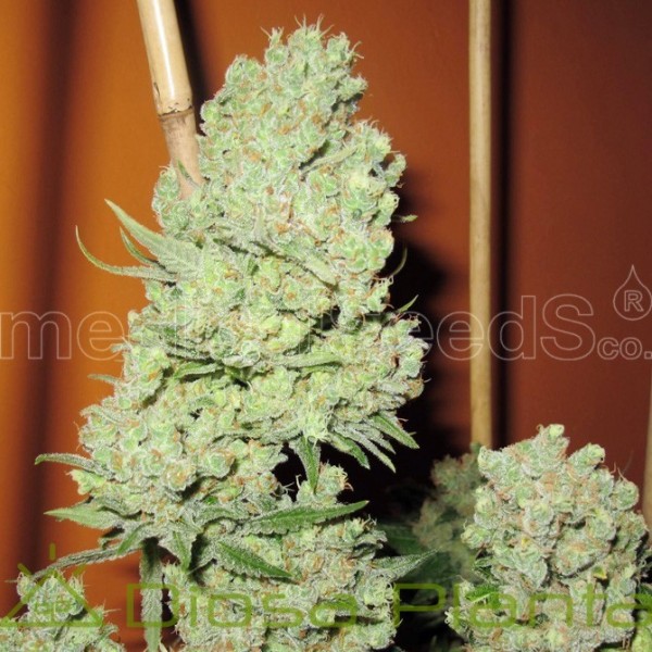 Channel + (Medical Seeds) Channel + (Medical Seeds)