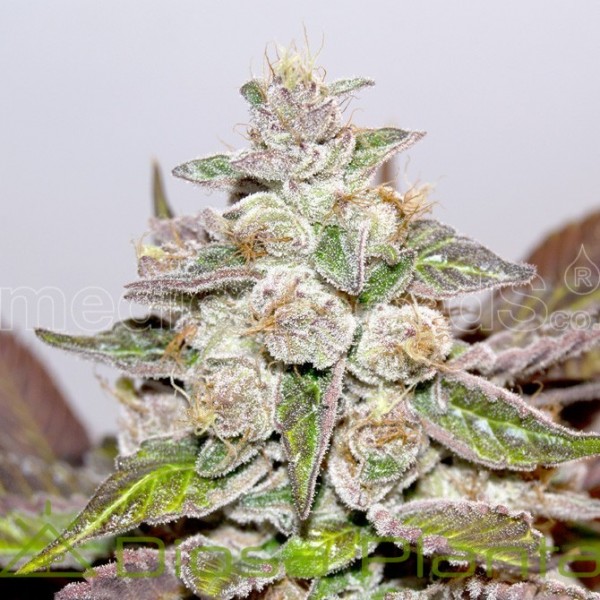 Mendocino Purple Kush (Medical Seeds) Mendocino Purple Kush (Medical Seeds)