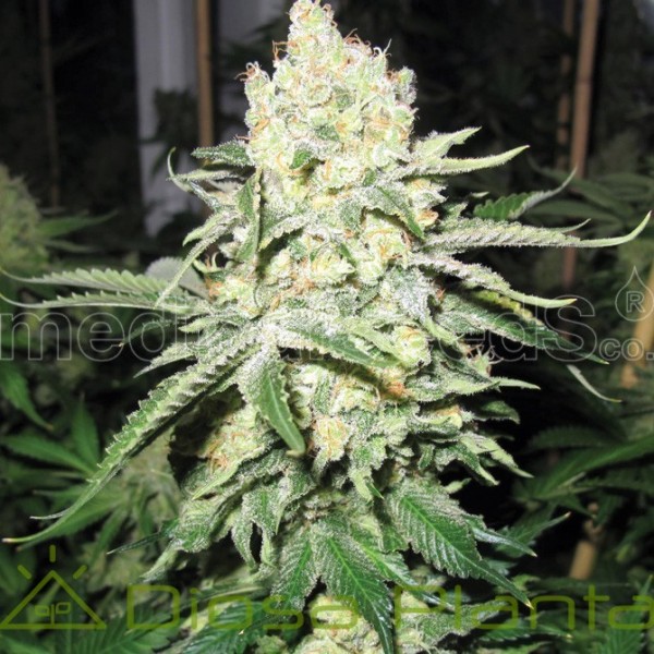 No Name (Medical Seeds) No Name (Medical Seeds)