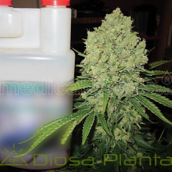 Prozak (Medical Seeds) Prozak (Medical Seeds)