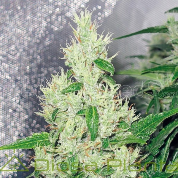 Y Griega (Medical Seeds) Y Griega (Medical Seeds)