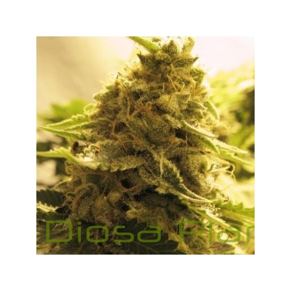 Afghan Skunk (Advanced Seeds) Afghan Skunk (Advanced Seeds)