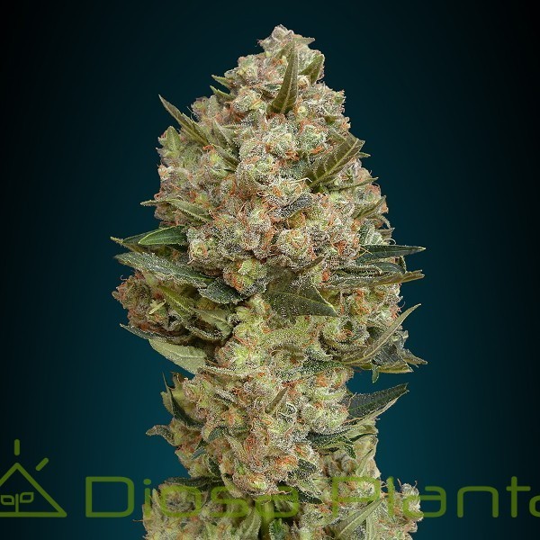 Critical (Advanced Seeds) Critical (Advanced Seeds)