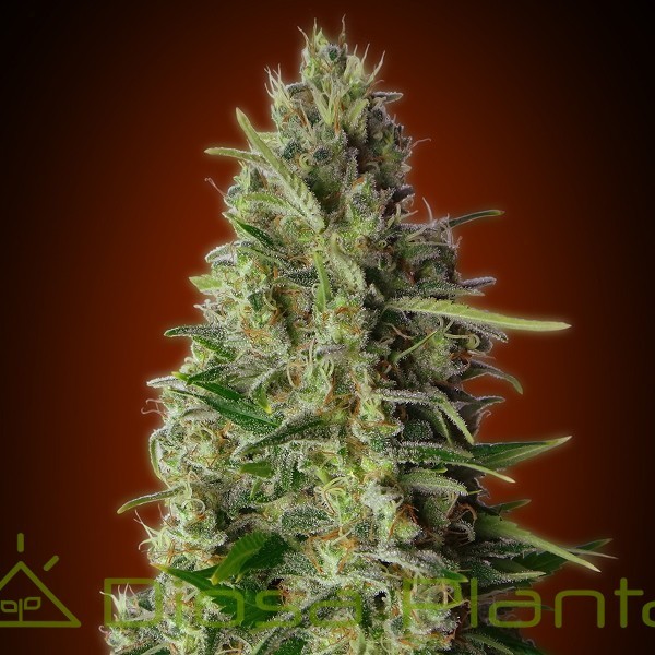 Kali 47 (Advanced Seeds) Kali 47 (Advanced Seeds)