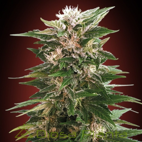 Kaya 47 (Advanced Seeds) Kaya 47 (Advanced Seeds)
