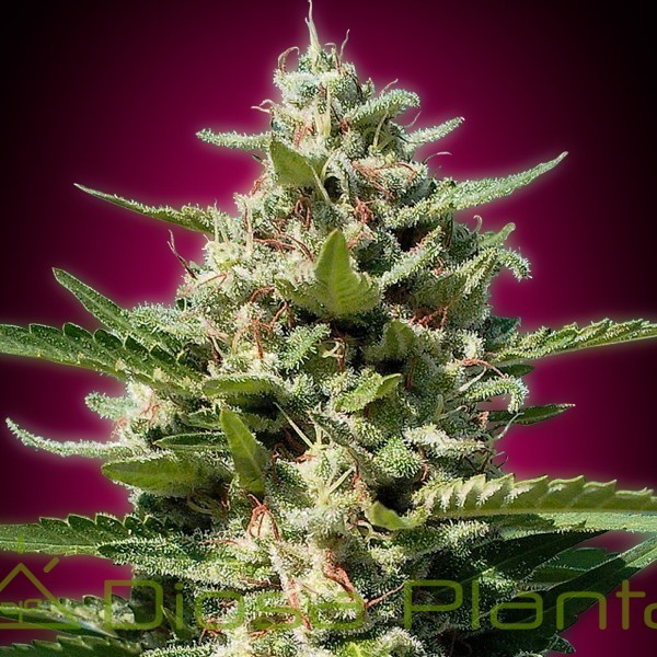 White Kush (Advanced Seeds) White Kush (Advanced Seeds)