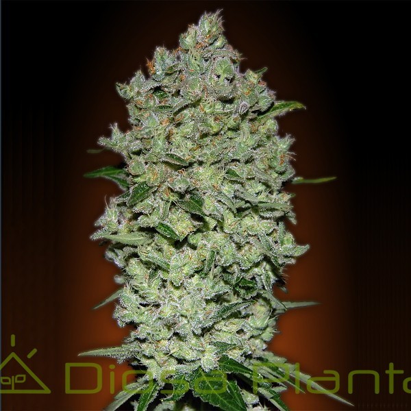 Auto Bio Diesel Mass (Advanced Seeds) Auto Bio Diesel Mass (Advanced Seeds)