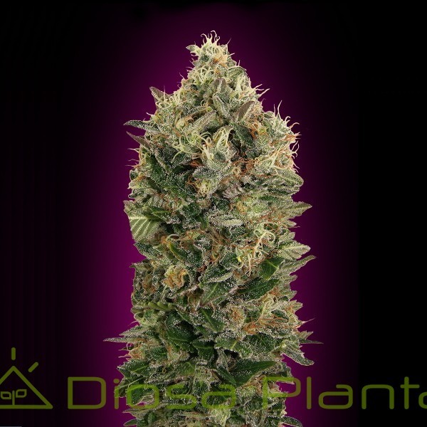 Auto Black Diesel (Advanced Seeds) Auto Black Diesel (Advanced Seeds)