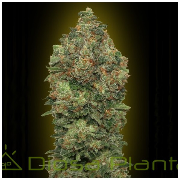 Auto Critical Soma (Advanced Seeds) Auto Critical Soma (Advanced Seeds)