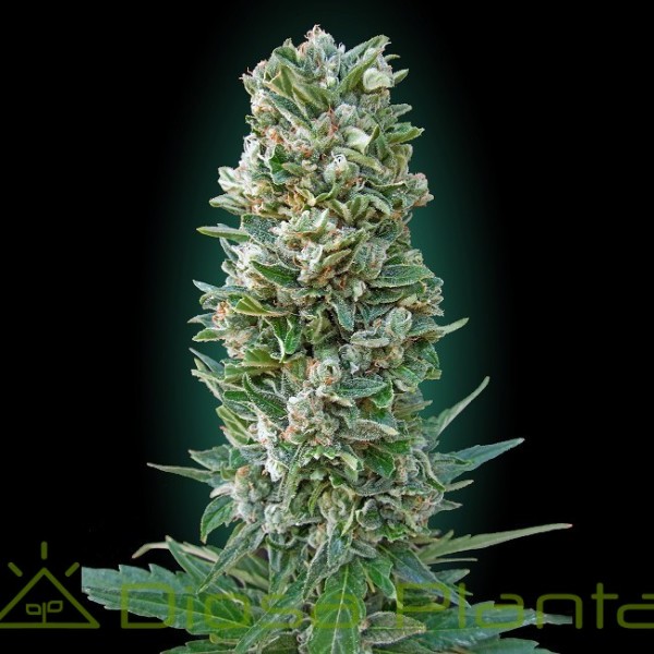Auto Heavy Bud (Advanced Seeds) Auto Heavy Bud (Advanced Seeds)