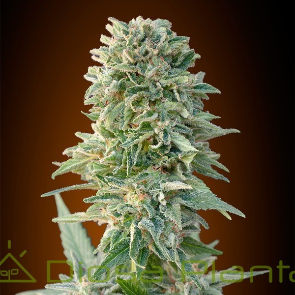 Auto Jack Herer (Advanced Seeds) Auto Jack Herer (Advanced Seeds)