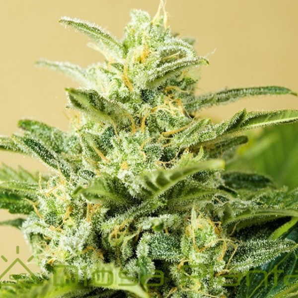 Auto Low Girl (Advanced Seeds) Auto Low Girl (Advanced Seeds)