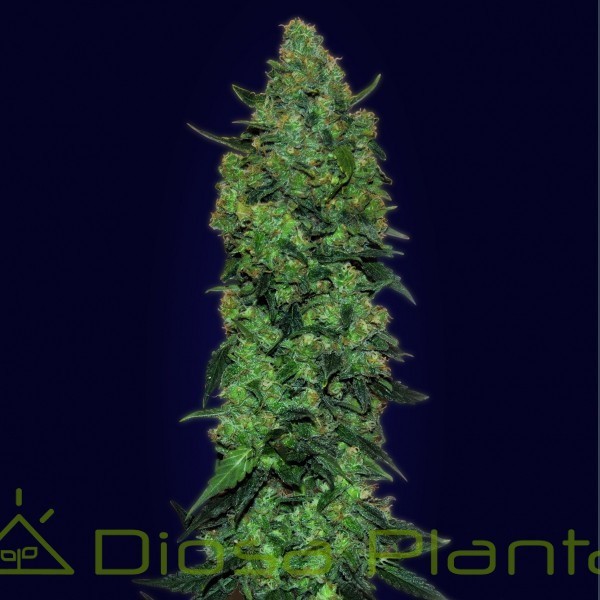 Auto Skunk Mass (Advanced Seeds) Auto Skunk Mass (Advanced Seeds)