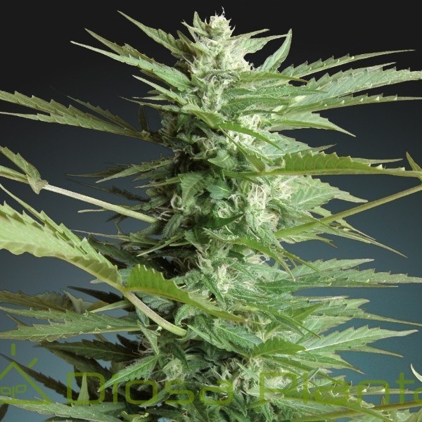 Auto Sweet Dwarf (Advanced Seeds) Auto Sweet Dwarf (Advanced Seeds)