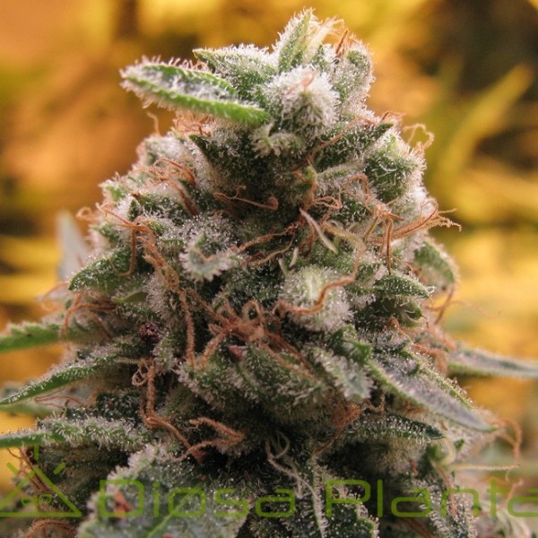 Auto Top 69 (Advanced Seeds) Auto Top 69 (Advanced Seeds)