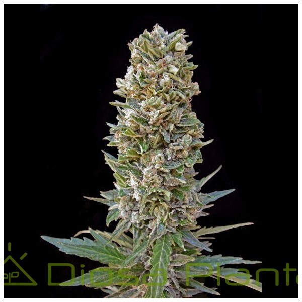 Automatik Mix (Advanced Seeds) Automatik Mix (Advanced Seeds)